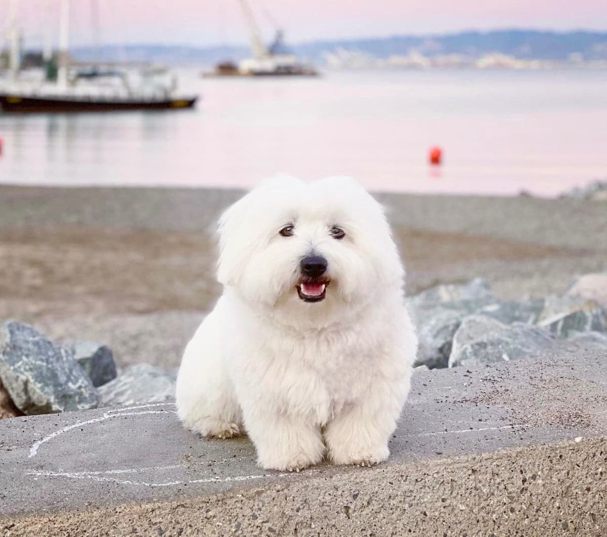 Bichon Frise Puppies breeder image 29