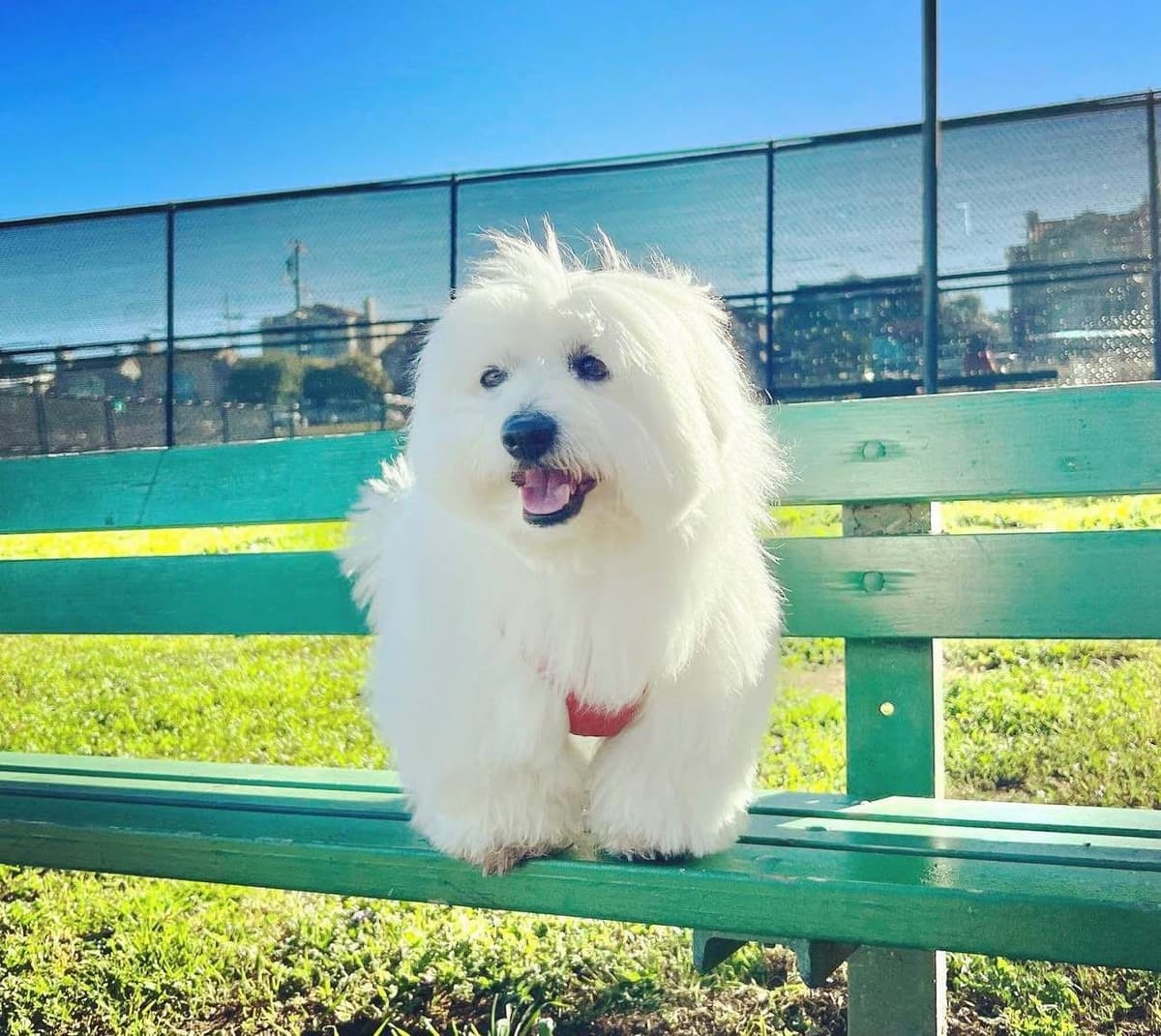 Bichon Frise Puppies breeder image 25