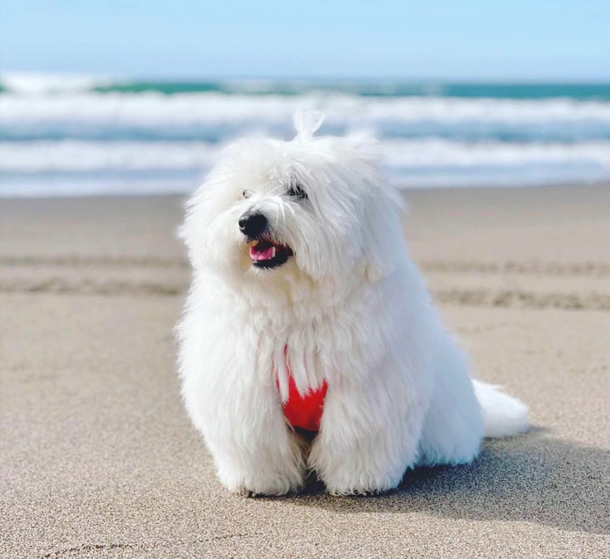 Bichon Frise Puppies breeder image 27