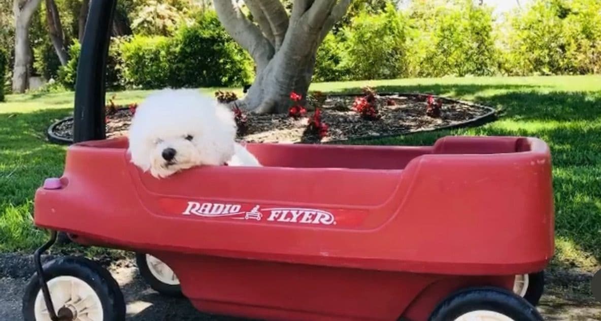 Bichon Frise Puppies breeder image 24