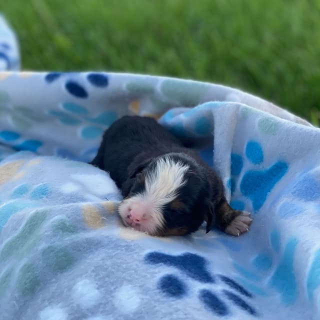 Bernese Mountain Dog Puppies with Health Tested Parents media 2