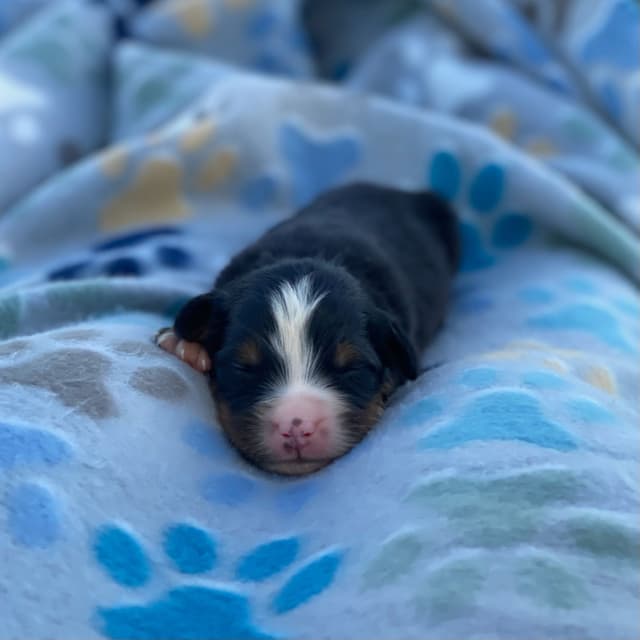 Bernese Mountain Dog Puppies with Health Tested Parents media 3