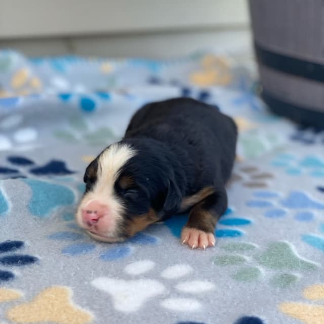Bernese Mountain Dog Puppies with Health Tested Parents media 4