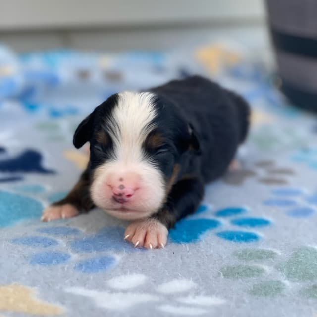 Bernese Mountain Dog Puppies with Health Tested Parents media 6