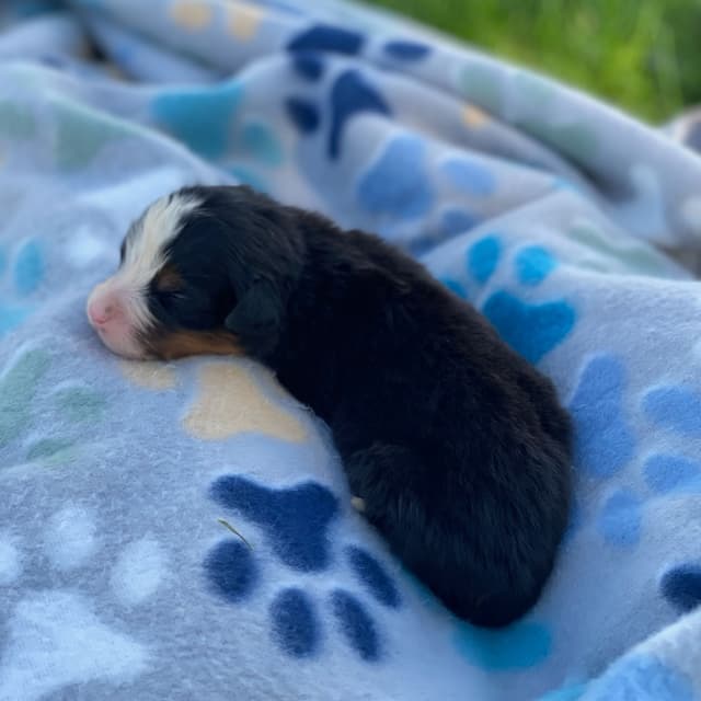 Bernese Mountain Dog Puppies with Health Tested Parents media 7