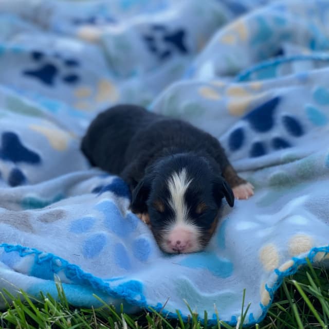 Bernese Mountain Dog Puppies with Health Tested Parents media 9