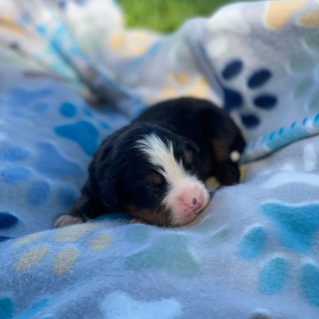 Bernese Mountain Dog Puppies with Health Tested Parents media 8