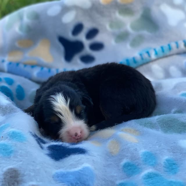 Bernese Mountain Dog Puppies with Health Tested Parents media 10