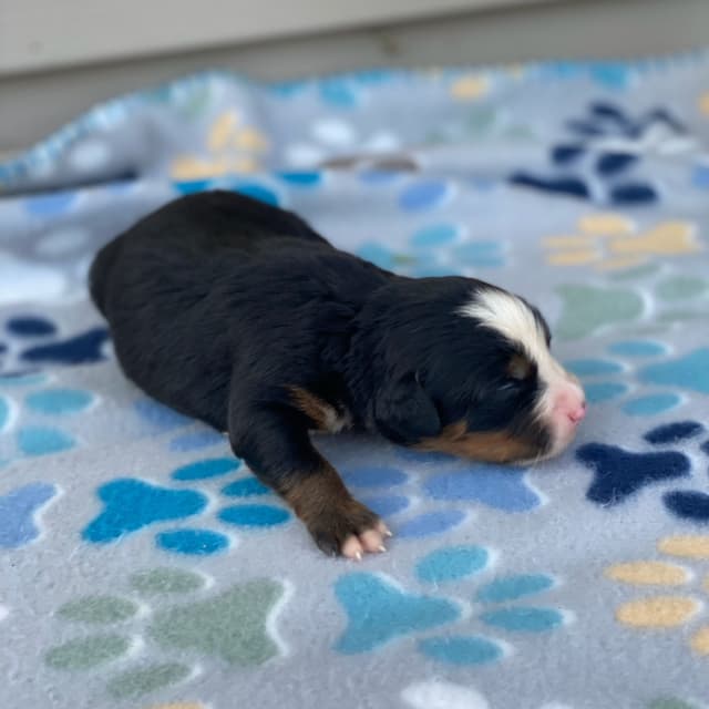Bernese Mountain Dog Puppies with Health Tested Parents media 11