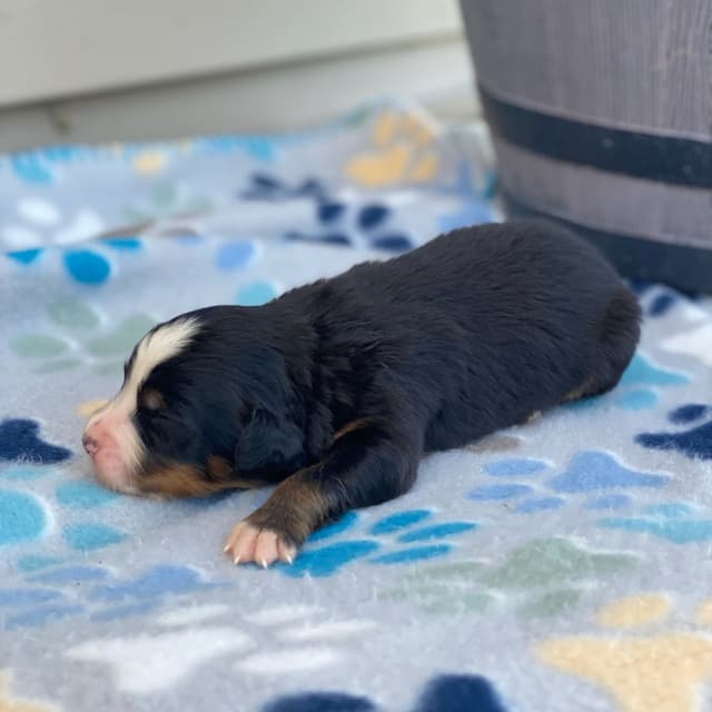 Bernese Mountain Dog Puppies with Health Tested Parents media 13