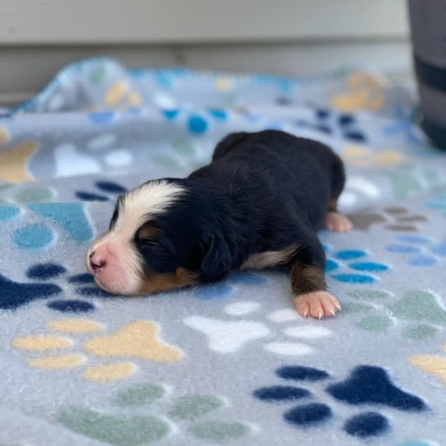Bernese Mountain Dog Puppies with Health Tested Parents media 14