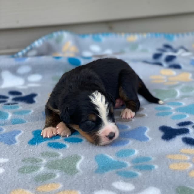 Bernese Mountain Dog Puppies with Health Tested Parents media 15