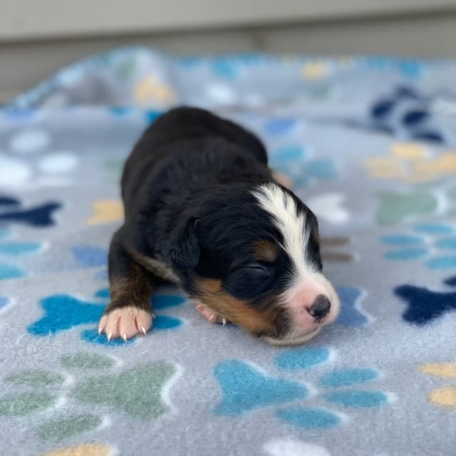 Bernese Mountain Dog Puppies with Health Tested Parents media 16