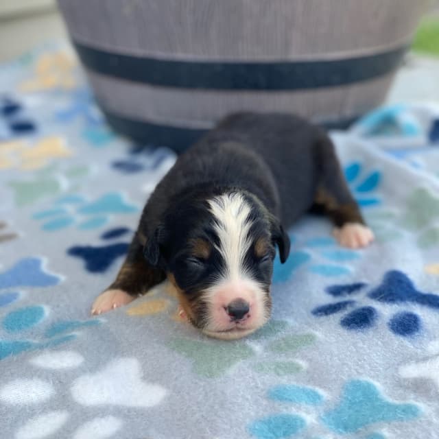 Bernese Mountain Dog Puppies with Health Tested Parents media 17
