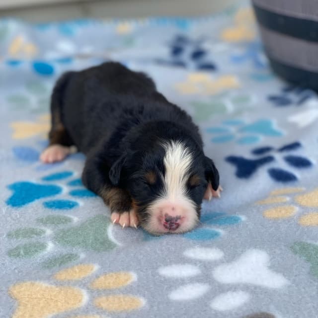 Bernese Mountain Dog Puppies with Health Tested Parents media 19