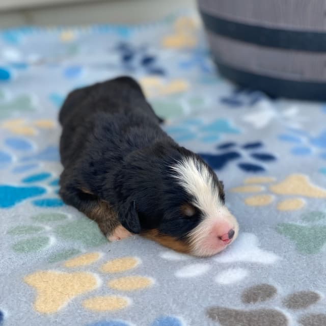 Bernese Mountain Dog Puppies with Health Tested Parents media 20