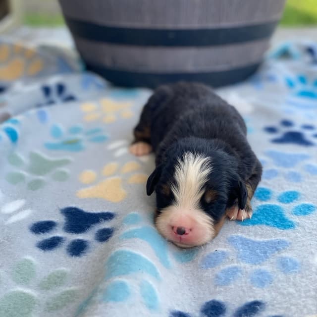 Bernese Mountain Dog Puppies with Health Tested Parents media 21