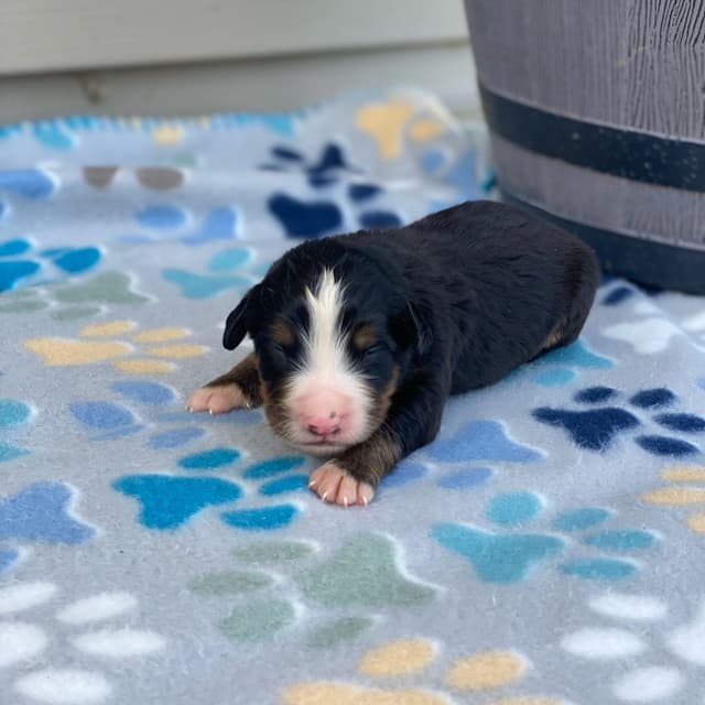 Bernese Mountain Dog Puppies with Health Tested Parents media 22