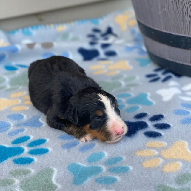Bernese Mountain Dog Puppies with Health Tested Parents media 23