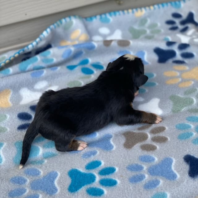 Bernese Mountain Dog Puppies with Health Tested Parents media 25