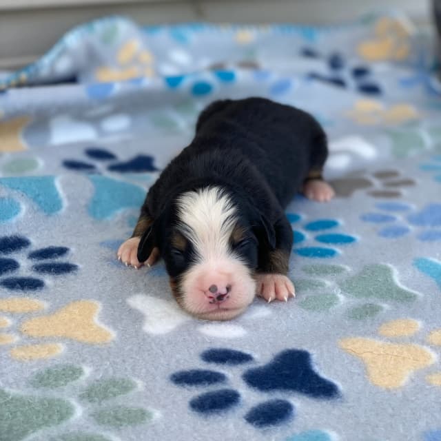 Bernese Mountain Dog Puppies with Health Tested Parents media 24