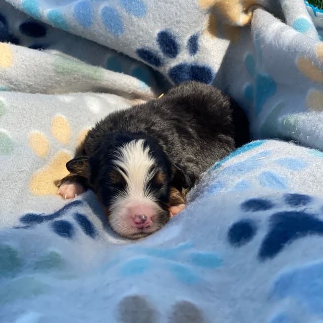 Bernese Mountain Dog Puppies with Health Tested Parents media 26