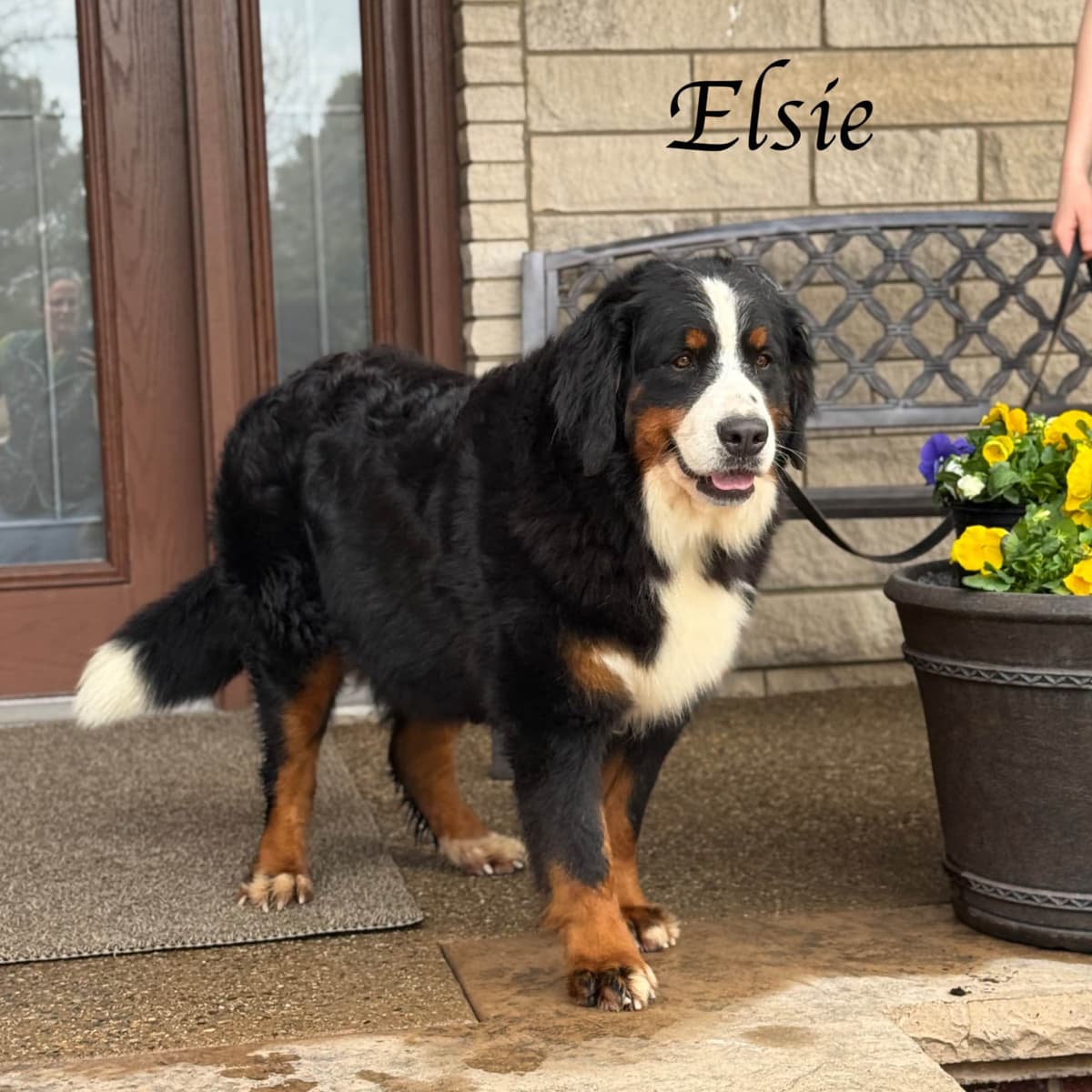 Bernese Mountain Dog Puppies with Health Tested Parents breeder image 1