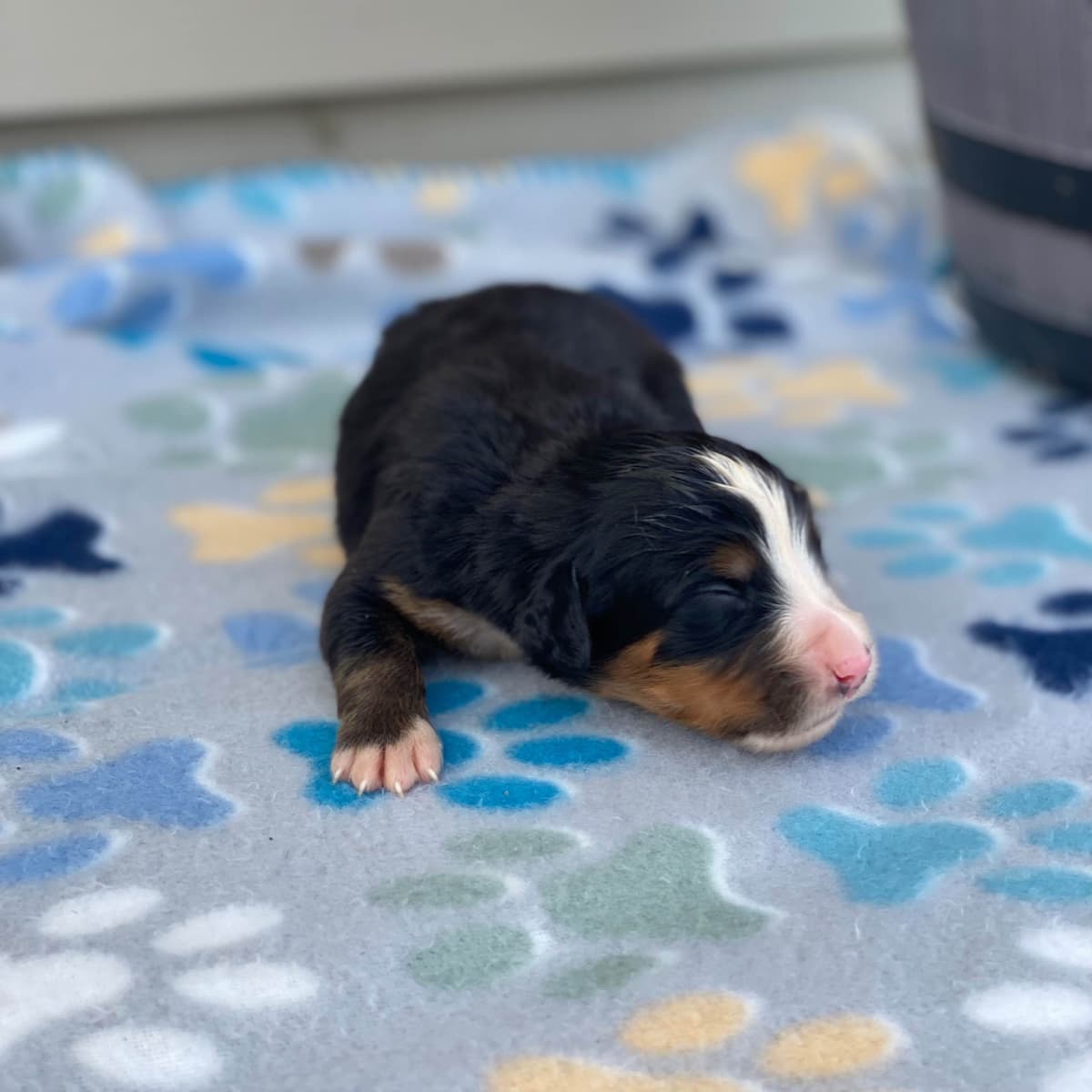 Bernese Mountain Dog Puppies with Health Tested Parents breeder image 2