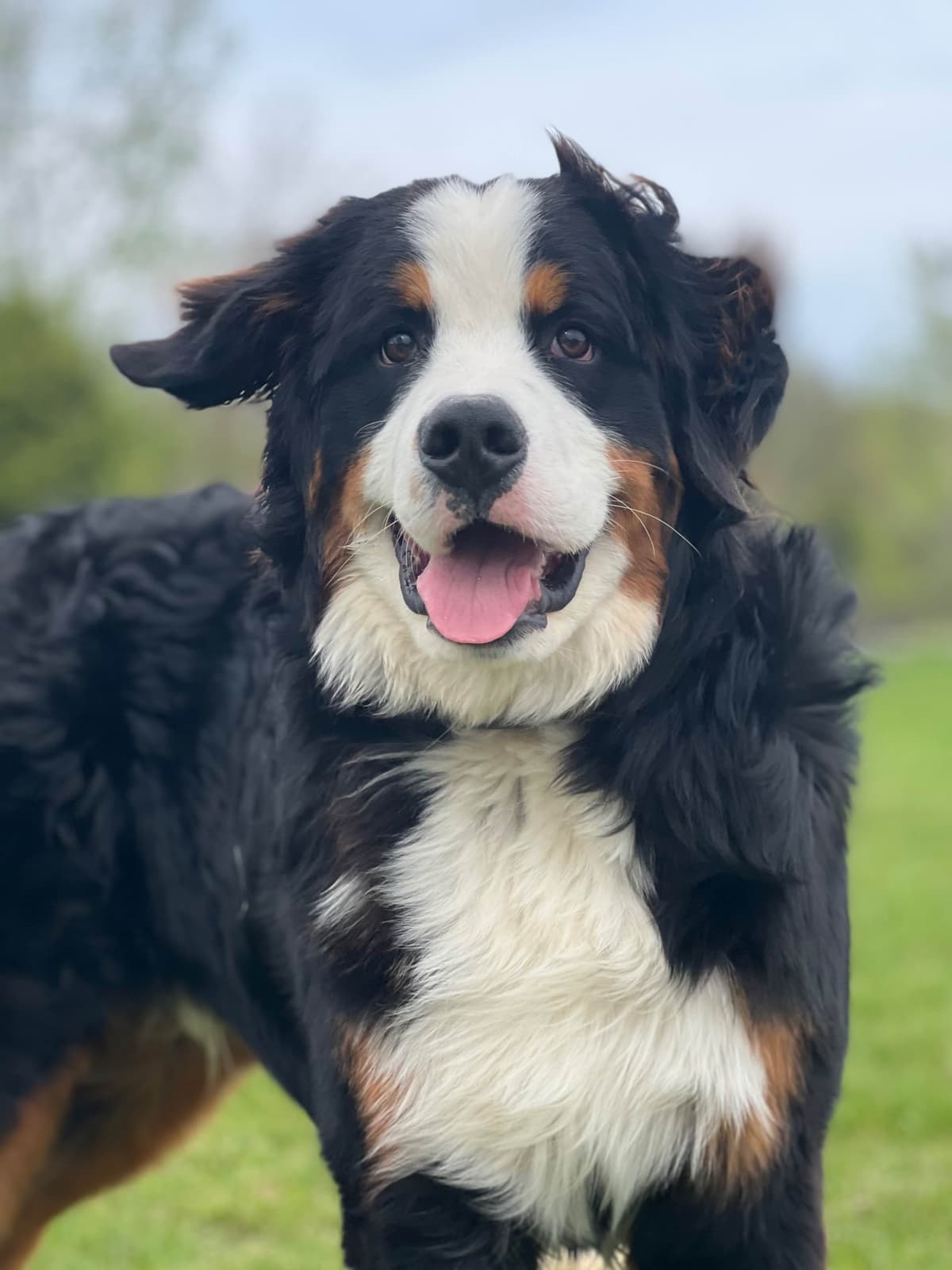 Bernese Mountain Dog Puppies with Health Tested Parents breeder image 3