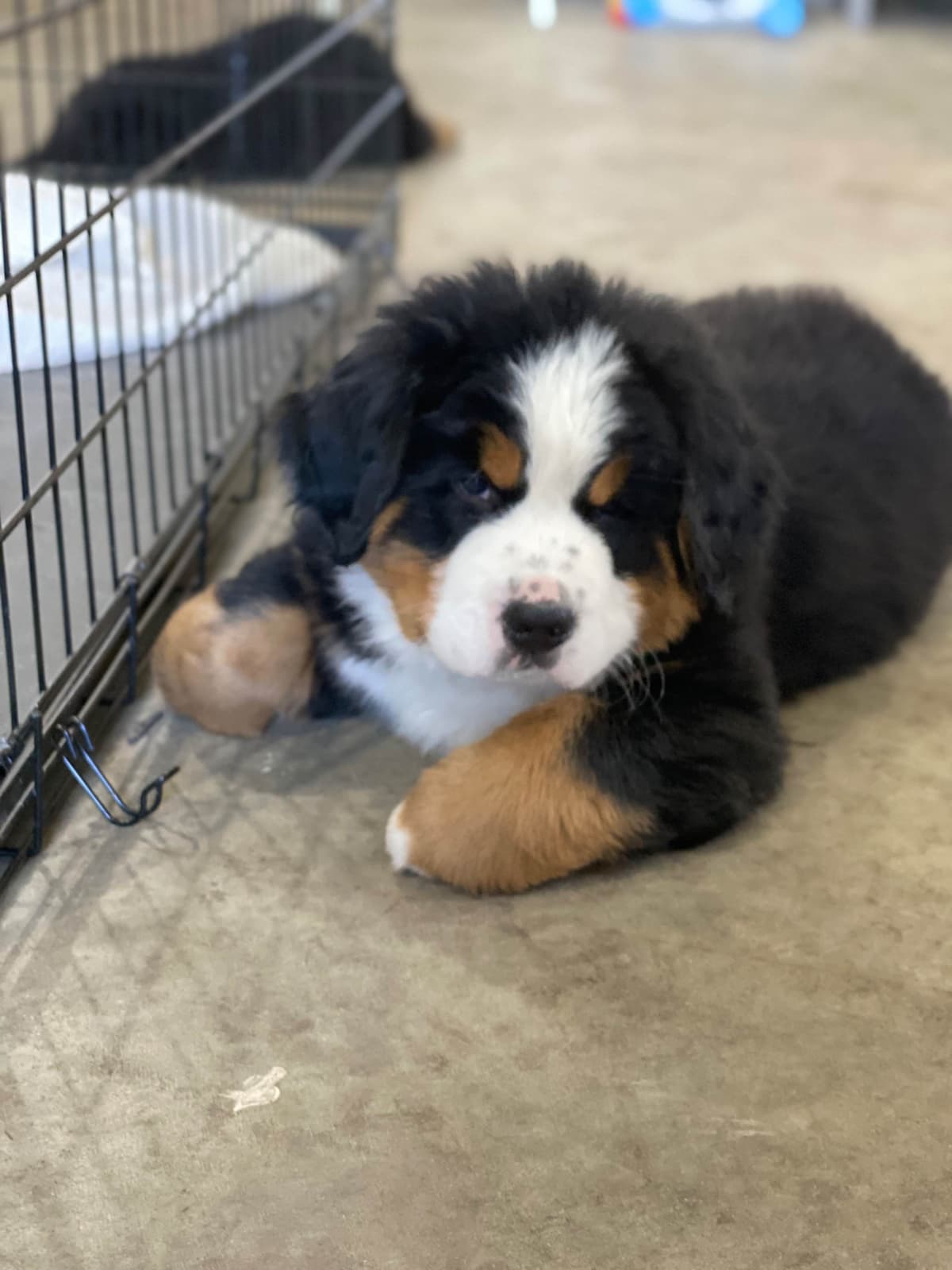 Bernese Mountain Dog Puppies with Health Tested Parents breeder image 4