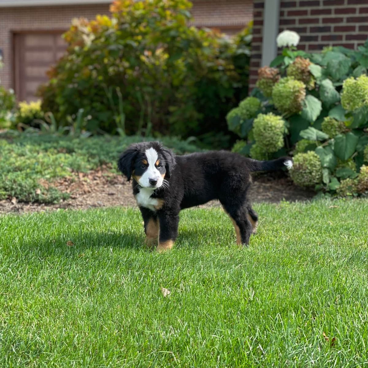 Bernese Mountain Dog Puppies with Health Tested Parents breeder image 5