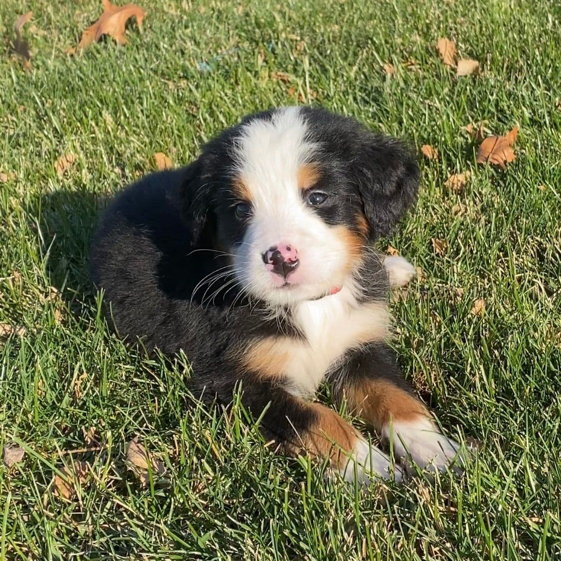 Bernese Mountain Dog Puppies with Health Tested Parents breeder image 6