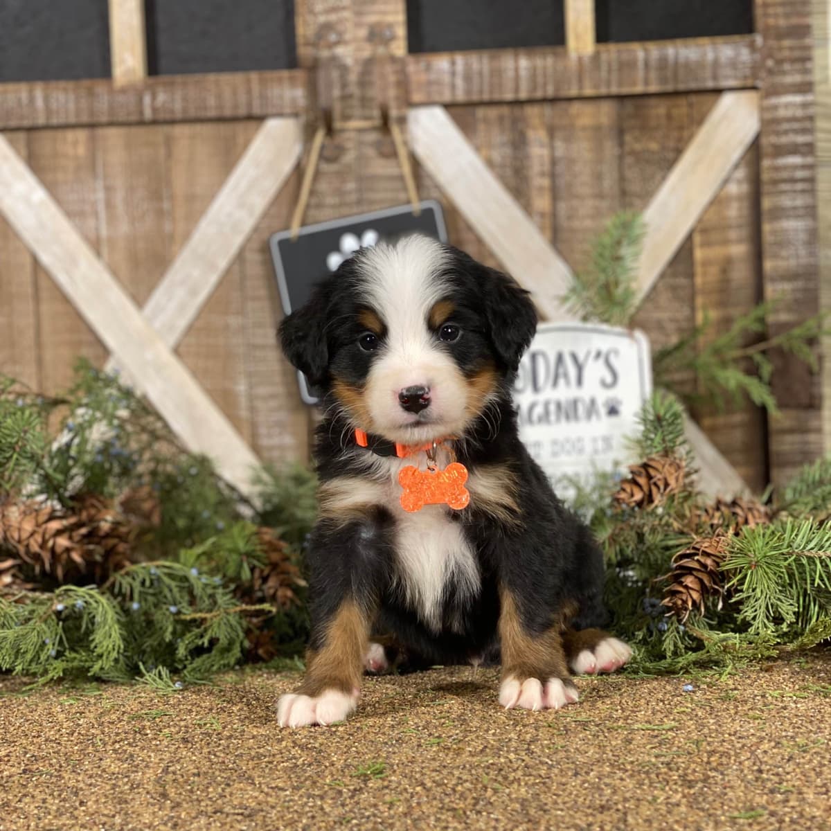 Bernese Mountain Dog Puppies with Health Tested Parents breeder image 7