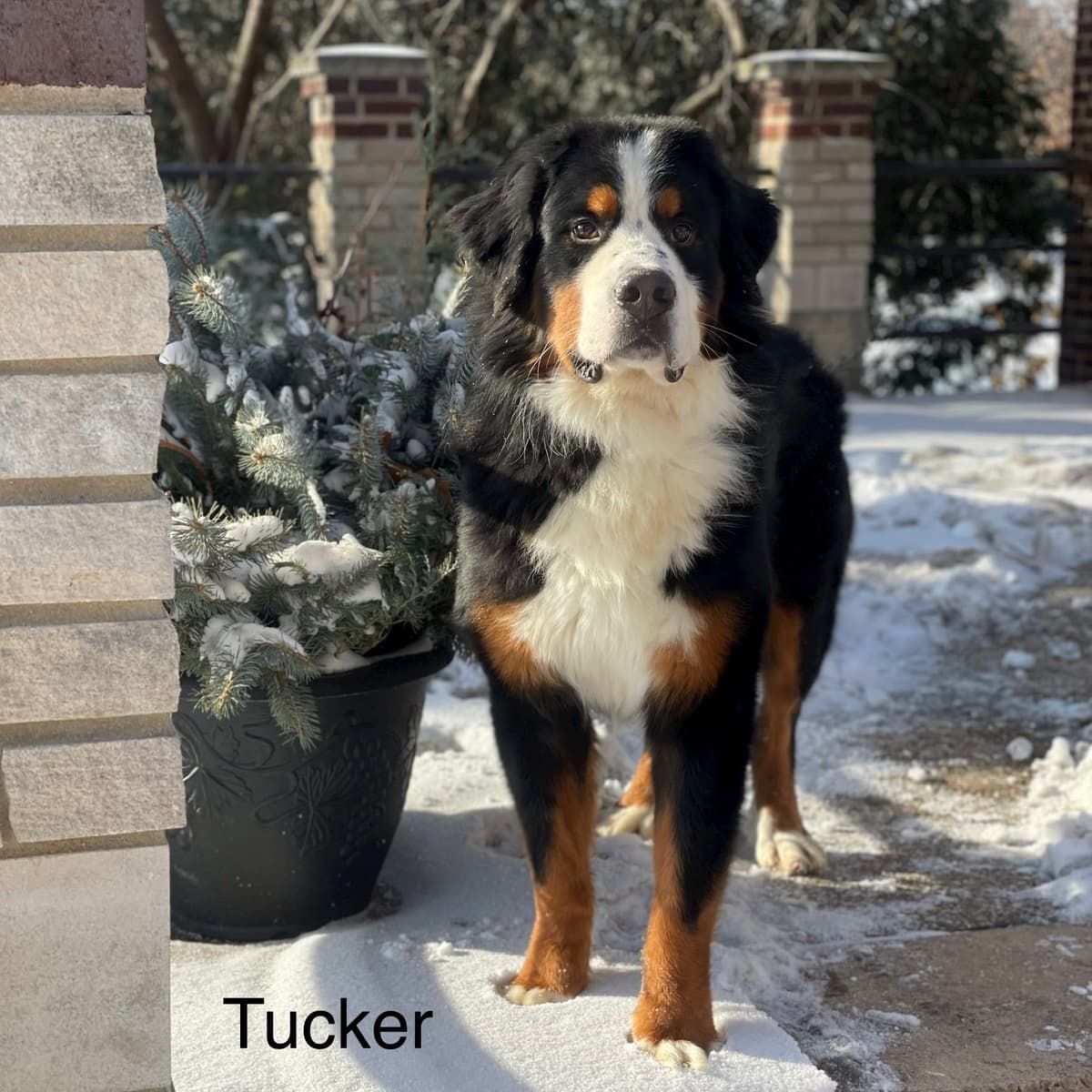 Bernese Mountain Dog Puppies with Health Tested Parents breeder image 11