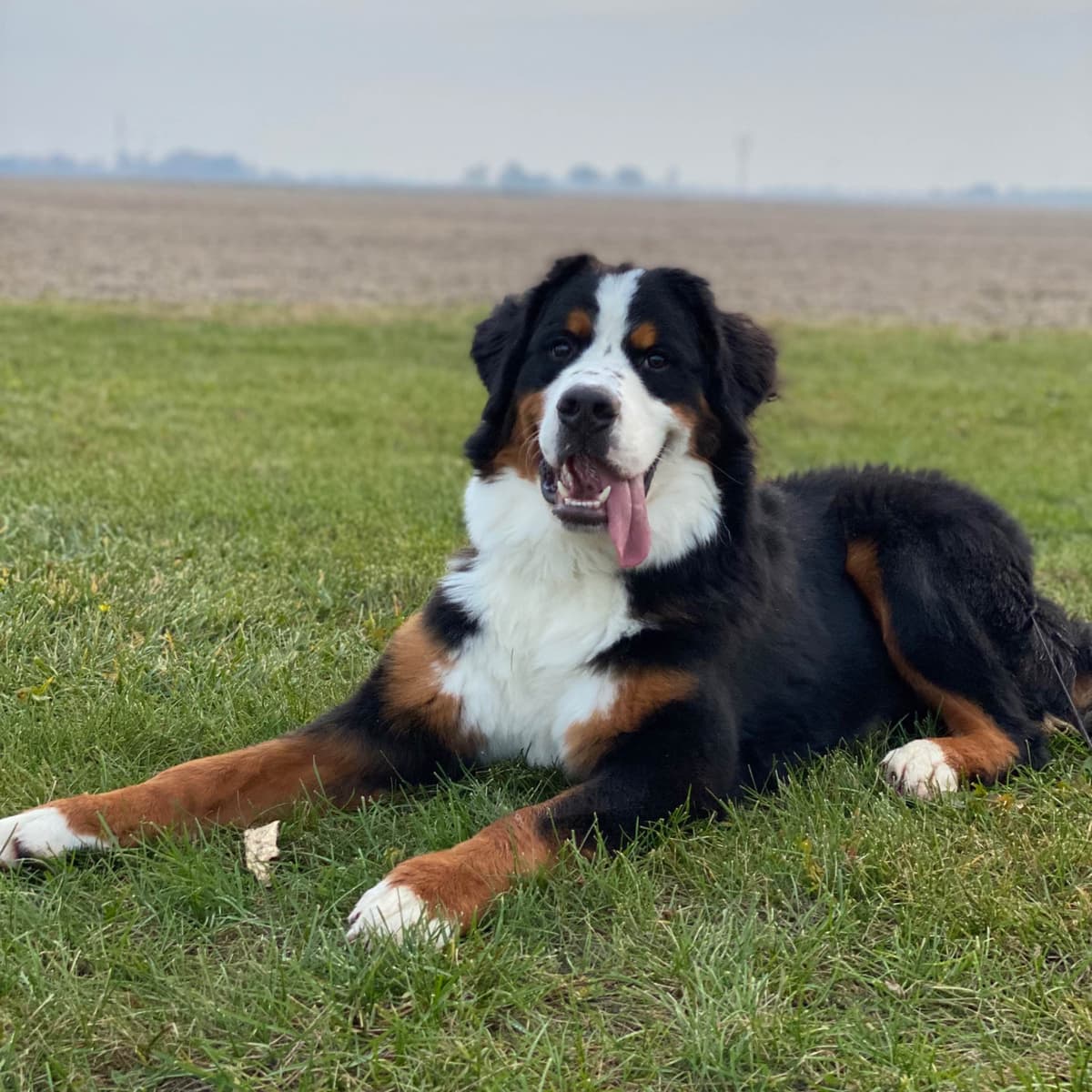Bernese Mountain Dog Puppies with Health Tested Parents breeder image 14