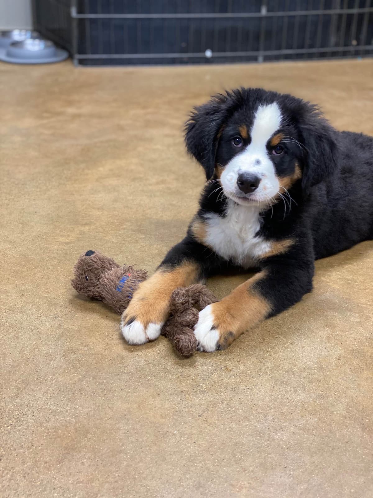 Bernese Mountain Dog Puppies with Health Tested Parents breeder image 9