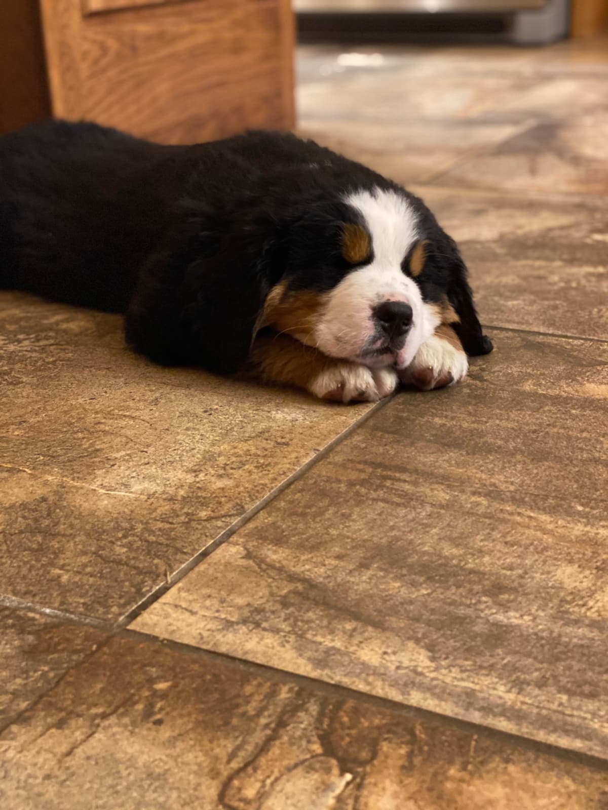 Bernese Mountain Dog Puppies with Health Tested Parents breeder image 13