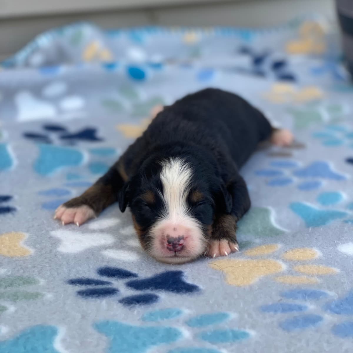 Bernese Mountain Dog Puppies with Health Tested Parents breeder image 16