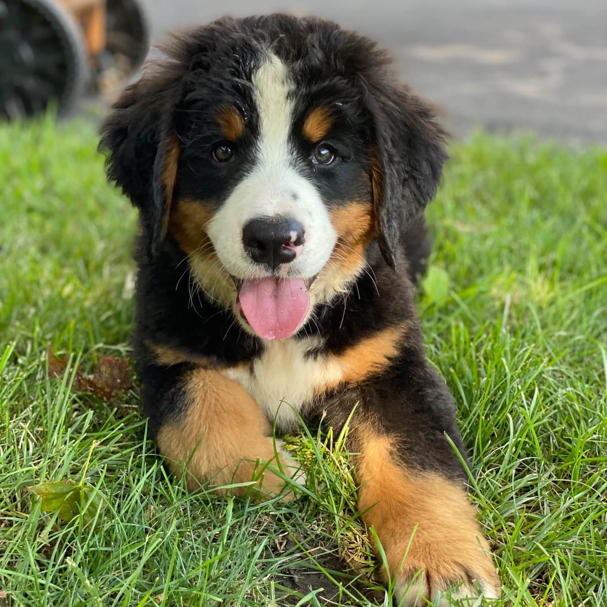 Bernese Mountain Dog Puppies with Health Tested Parents breeder image 10
