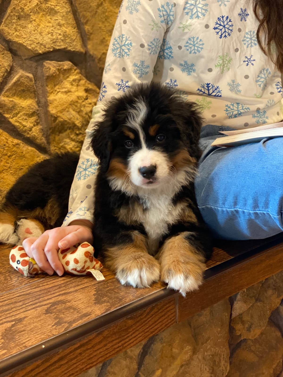 Bernese Mountain Dog Puppies with Health Tested Parents breeder image 12
