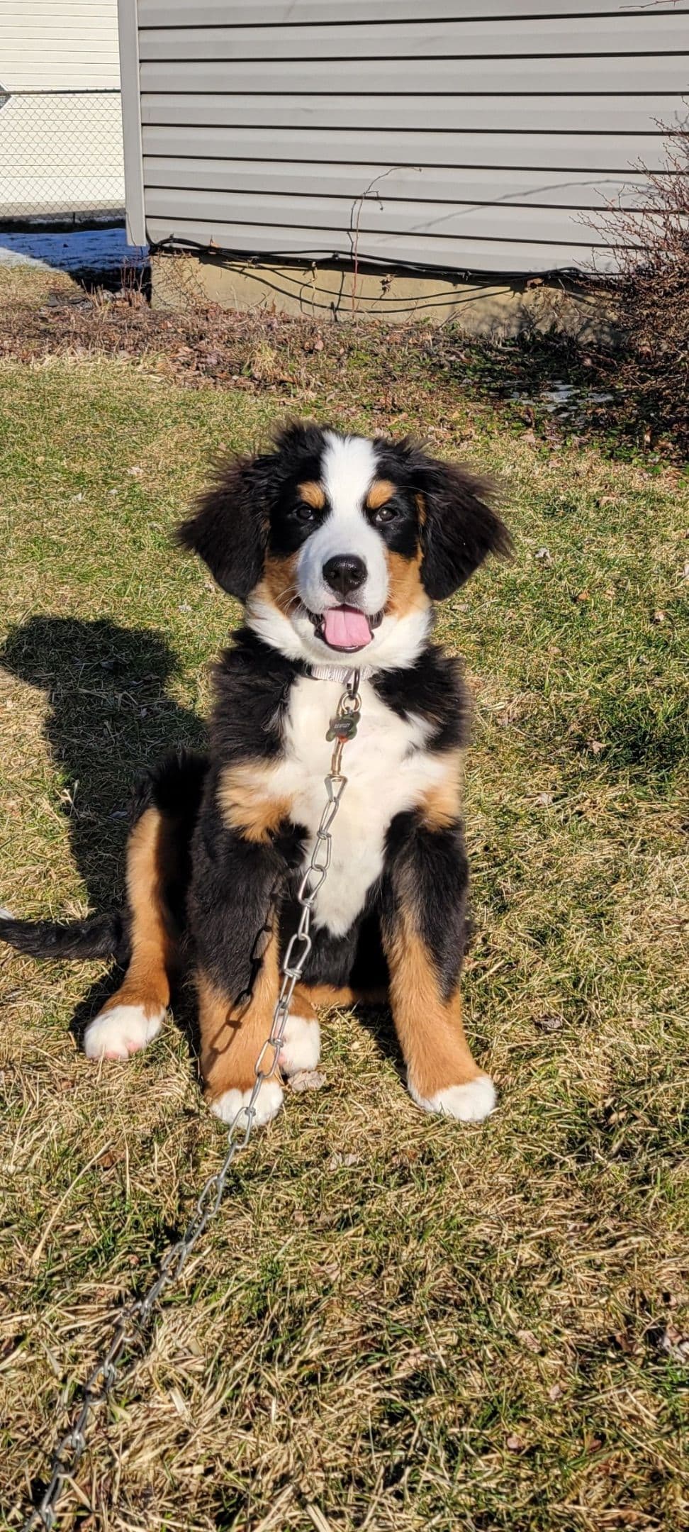 Bernese Mountain Dog Puppies with Health Tested Parents breeder image 8