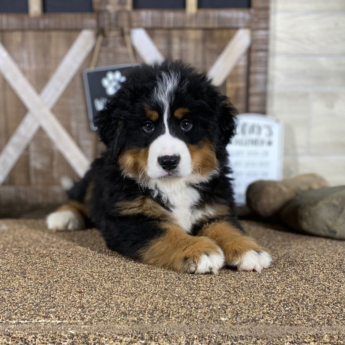 Bernese Mountain Dog Puppies with Health Tested Parents breeder image 15