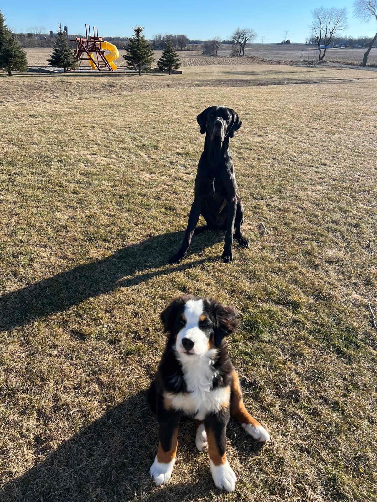 Bernese Mountain Dog Puppies with Health Tested Parents breeder image 22