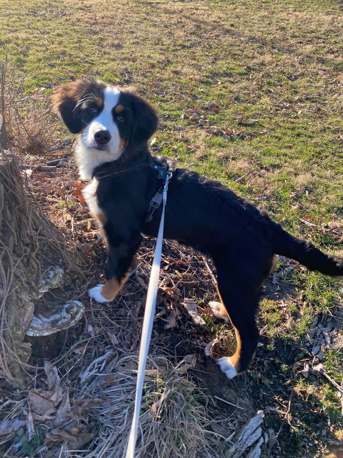 Bernese Mountain Dog Puppies with Health Tested Parents breeder image 21
