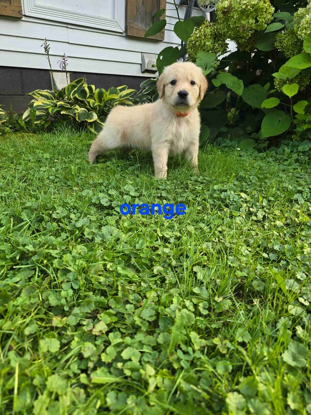 Golden Retriever Puppies media 2