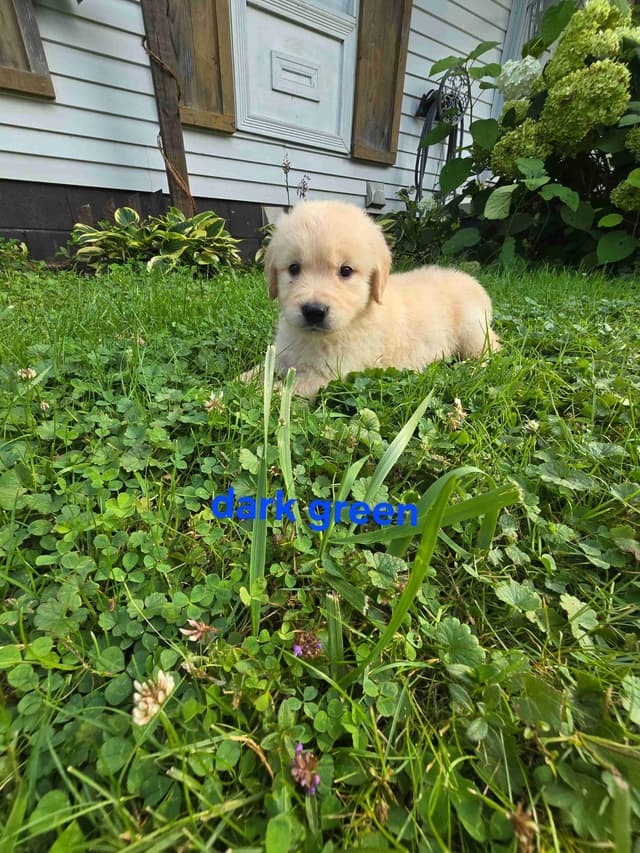 Golden Retriever Puppies media 3