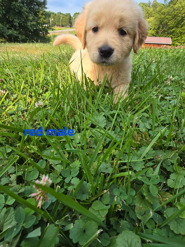 Golden Retriever Puppies media 4