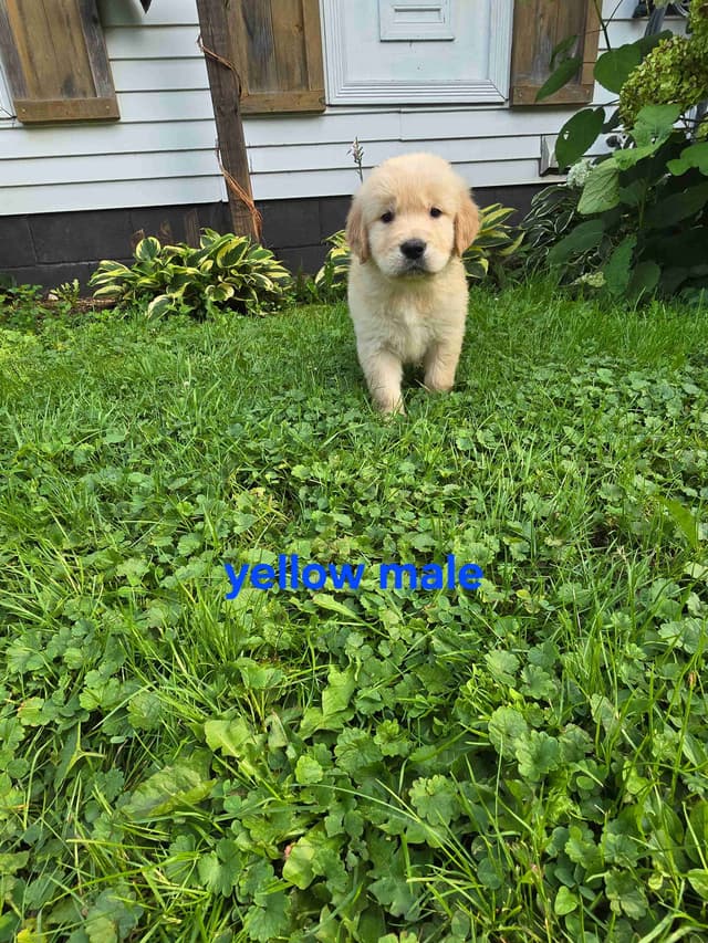 Golden Retriever Puppies media 5