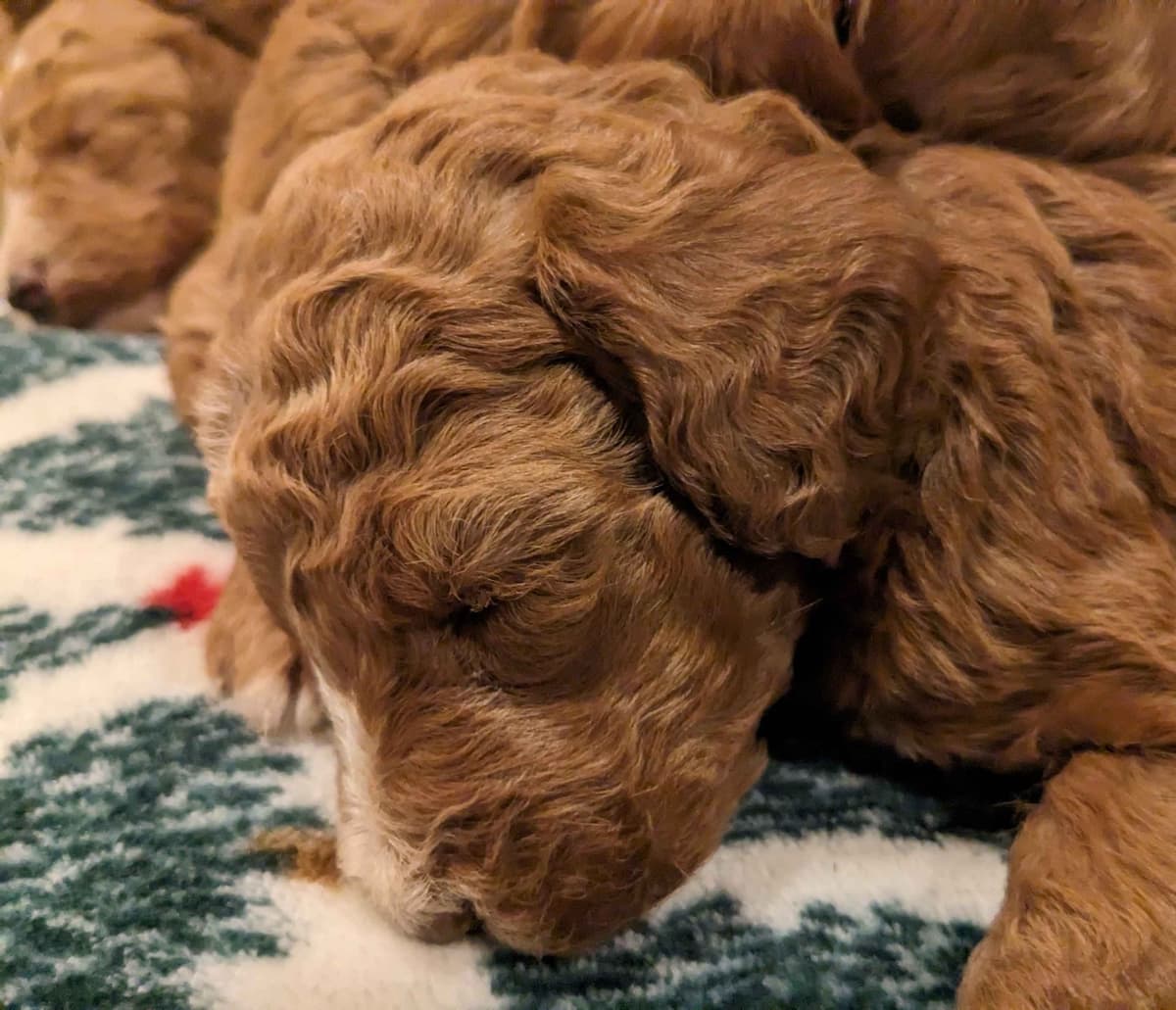 Poodle Puppies breeder image 2