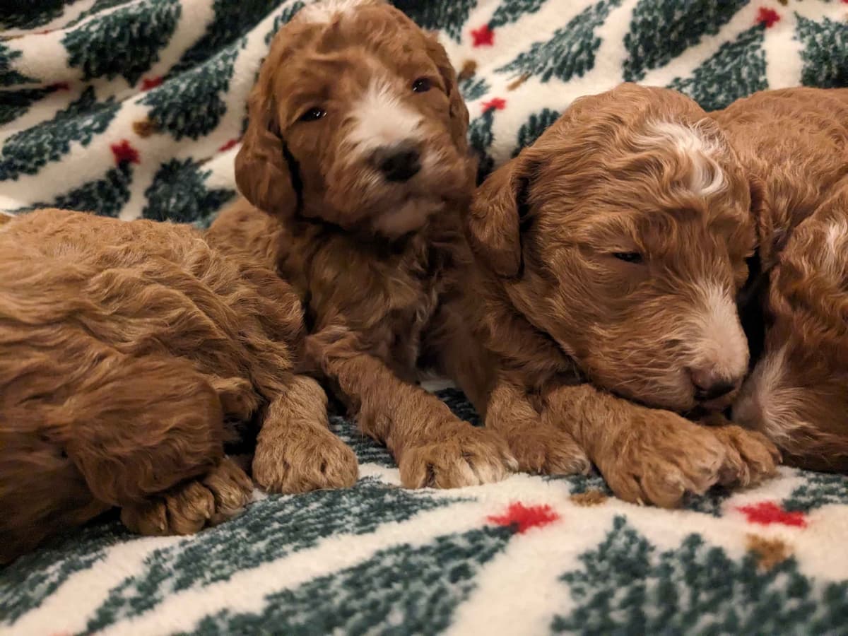 Poodle Puppies breeder image 3